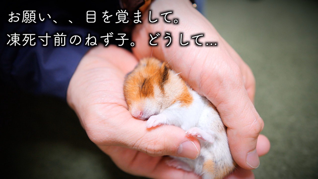 擬似冬眠 Twitter Search Twitter