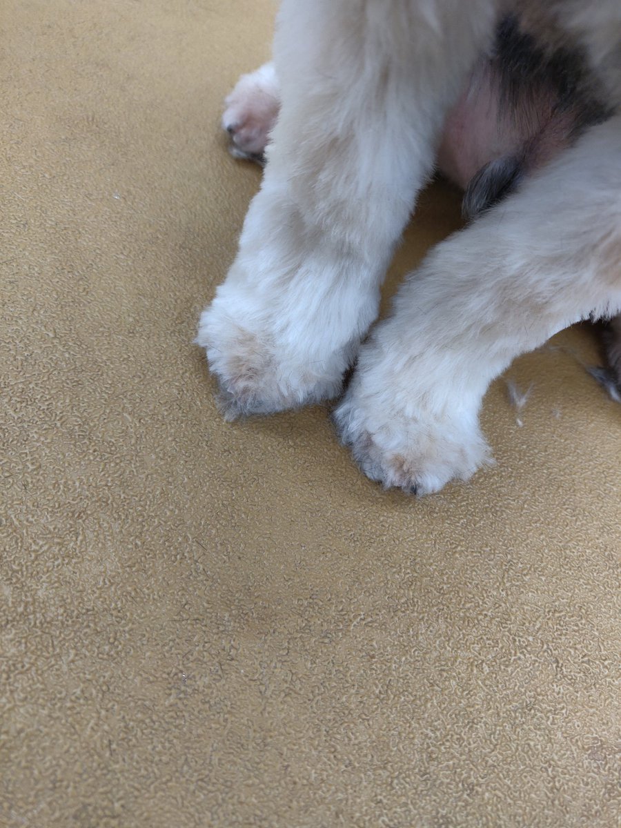 White_boypierce's tweet photo. my hands look like this so his can look like this 😍 https://t.co/R9MUod0VJ2