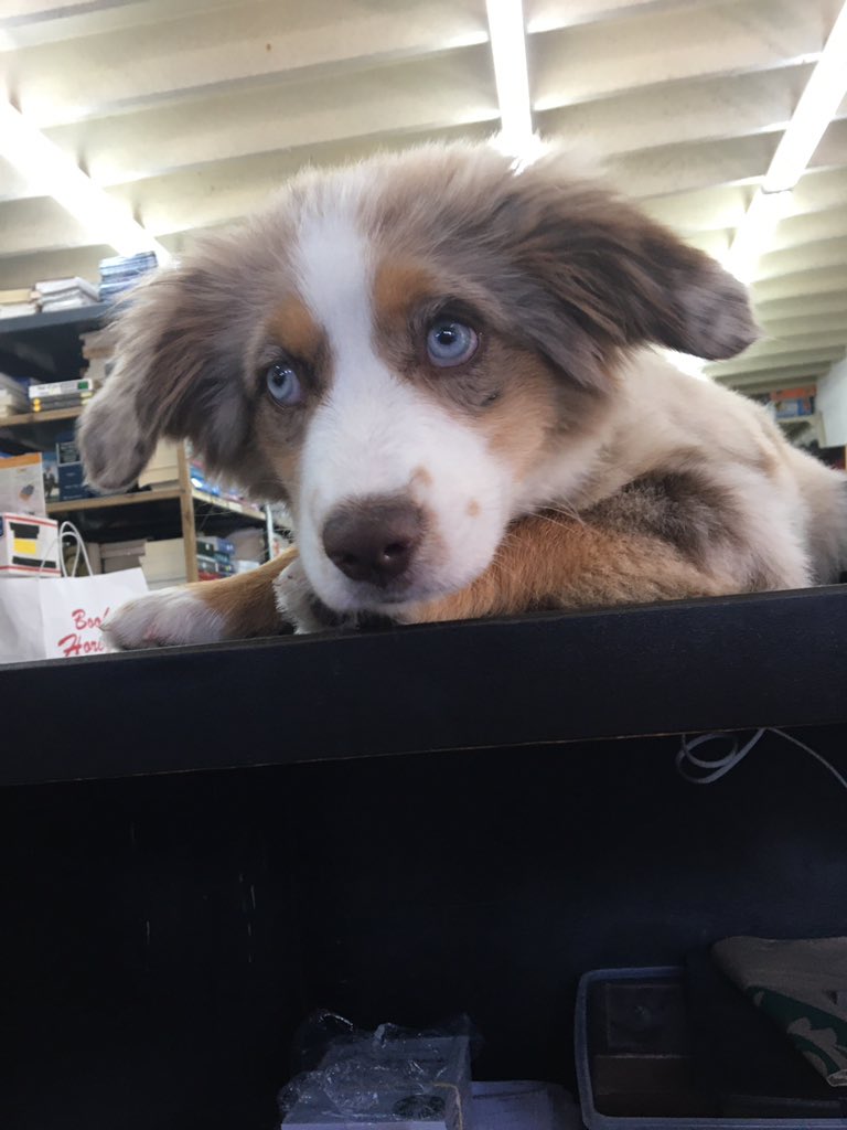 BookHorizons's tweet photo. Our customers are the best. Say hello to Maple, the incredibly adorable 4 month old Mini Aussie. What an amazing dog!
#bhlovesdogsalot 
#legendarycollegebookstore https://t.co/NMtYHhD3vK