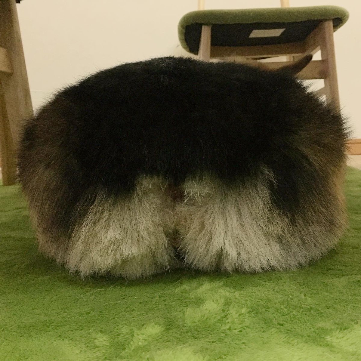 コーギーのおしり コーギーのおしり