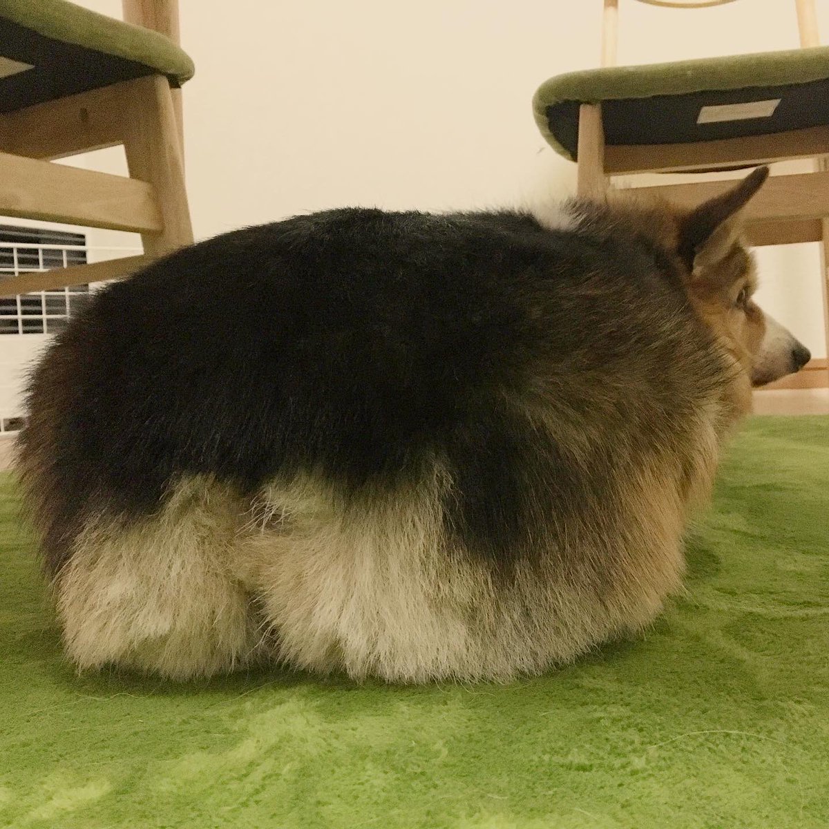 コーギーのおしり コーギーのおしり