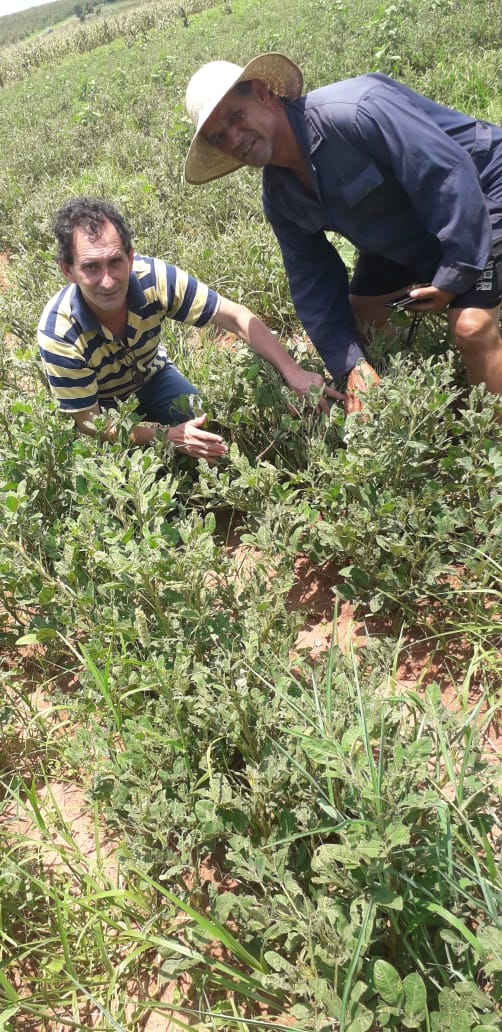 magparaguay's tweet photo. #CDASanPedro visita a finca del señor Domiciano Barrios. El productor tiene cultivos diversificados, rubros de renta y de consumo.

📍Colonia Republicano, distrito Santaní https://t.co/BDi43A5kzw