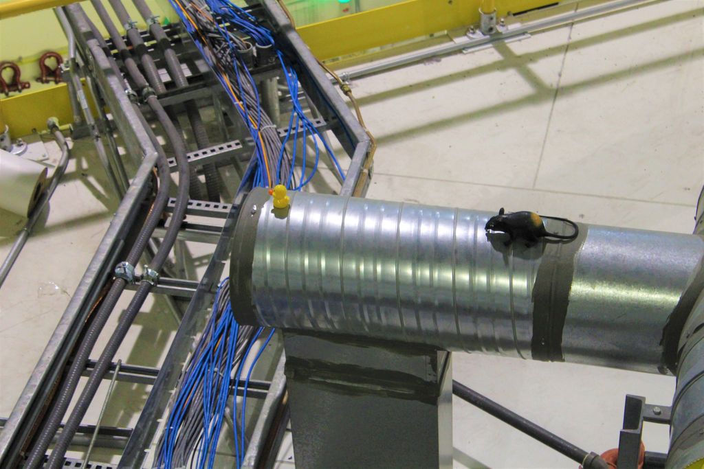 CanLightSource's tweet photo. Can you spot the #rubberduck? 🦆 Our scientists have a great sense of humour. Of course we should put a duck on a duct they said. Of course it needs a rubber rat as a friend they said. 🐀 Happy #nationalrubberduckday #scientisthumour #duckonaduct #saythattentimesfast 😂 :rat https://t.co/dreltGE5cY