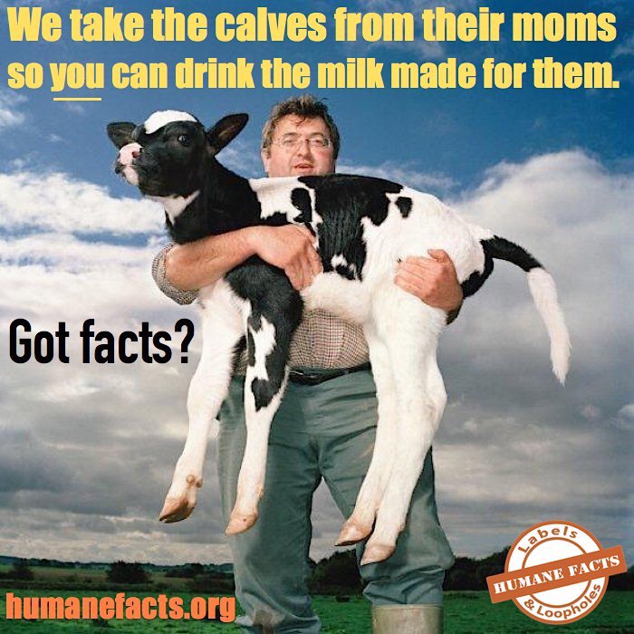 occupy4animals's tweet photo. Got Dairy? It's because HE hasn't.

No place for male calves in the cruel #dairy industry.  Killed at birth for your personal choice.

Choose kindness. Choose #PlantBased Be #Vegan 💚 https://t.co/CifRNumbPy