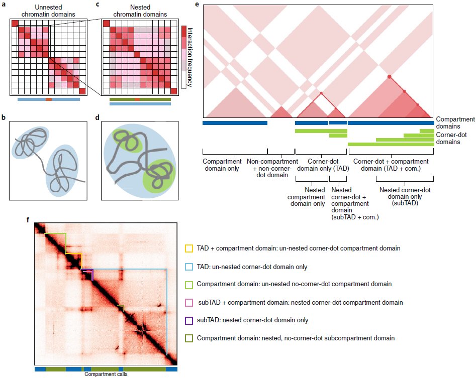 The structural features of topologically associating domains. a–d, Heat-map representations (top) and schematized globular interactions (bottom) of TADs (a,b) and nested subTADs (c,d). e, Cartoon representation of different classes of contact domains parsed by their structural features and degree of nesting. f, Identification of contact-domain classes from e in cortical neuron Hi-C data, binned at 10-kb 