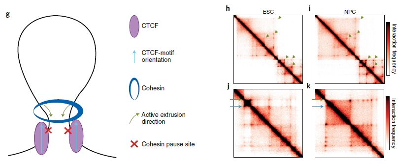 g, Cohesin translocation extrudes DNA in an ATP-dependent manner into long-range looping interactions that form the topological basis for TAD and subTAD loop domains.
h–k, Contact frequency heat maps of high-resolution Hi-C data, performed on embryonic stem cells (ESC, h,j) and neural progenitor cells
(NPC; i,k). h,i, Green arrows denote the corners of a subset of the nested chromatin domains