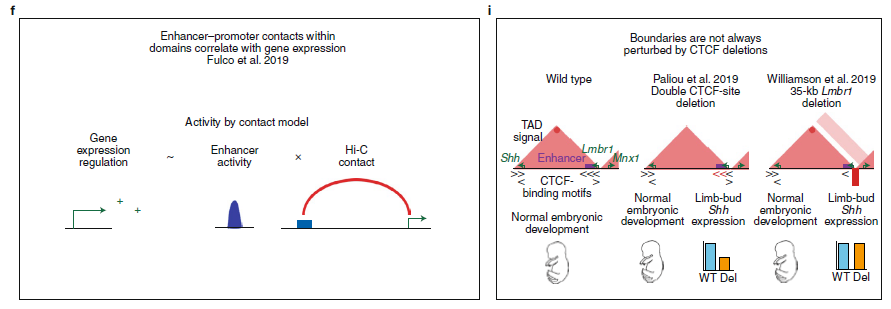 f, Depiction of a model of long-range transcriptional regulation in
which an enhancer’s regulatory contribution trends with its activity signature and Hi-C contact frequency with the target gene. i, Cartoon of unencumbered development observed after perturbation of a TAD boundary opposing the Shh gene