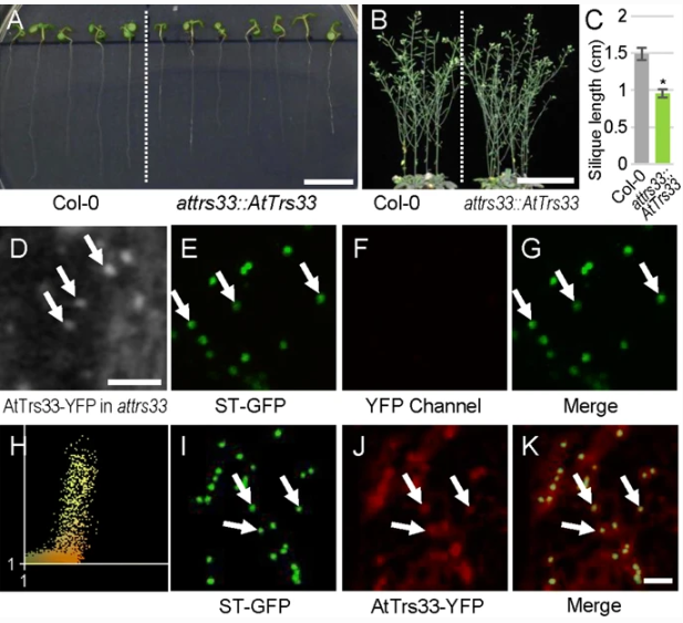 sci_plant's tweet photo. An essential role for Arabidopsis Trs33 in cell growth and organization in plant apical meristems
https://t.co/uwF74IAvZt
#plantsci #scicomm #meristems @PlantCellRep ♻️ https://t.co/dVFMv2On1e