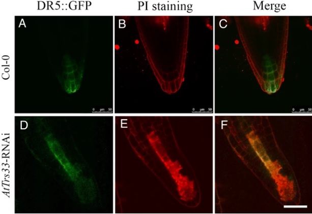 sci_plant's tweet photo. An essential role for Arabidopsis Trs33 in cell growth and organization in plant apical meristems
https://t.co/uwF74IAvZt
#plantsci #scicomm #meristems @PlantCellRep ♻️ https://t.co/dVFMv2On1e