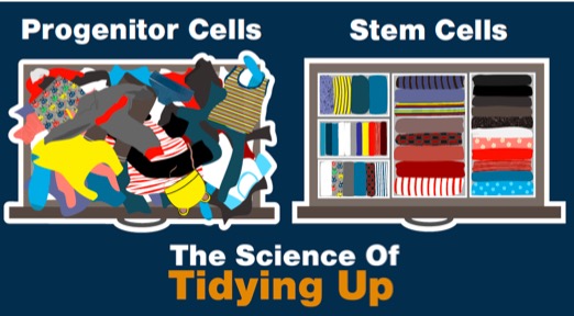 Misfolded proteins are associated with Alzheimer’s, Parkinson’s and other neurodegenerative diseases. New research reveals that misfolded proteins also impair stem cell function and tissue regeneration. cell.com/cell-reports/f… #stemcell #proteostasis #sparkjoy
