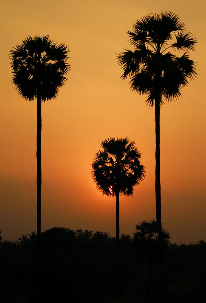 KarikalanIrai's tweet photo. I've an endless love for Palmyra tree. A nature's authentic gift on the face of this planet. It's a biggest blunder to impose ban on Palmyra toddy. Result of crony capitalism's lobbying the government for liquor sale.
Me, Palmyra tree &amp; sunset
#Palmyratree
https://t.co/Sf43d3qjMo https://t.co/IjwMubMiu8