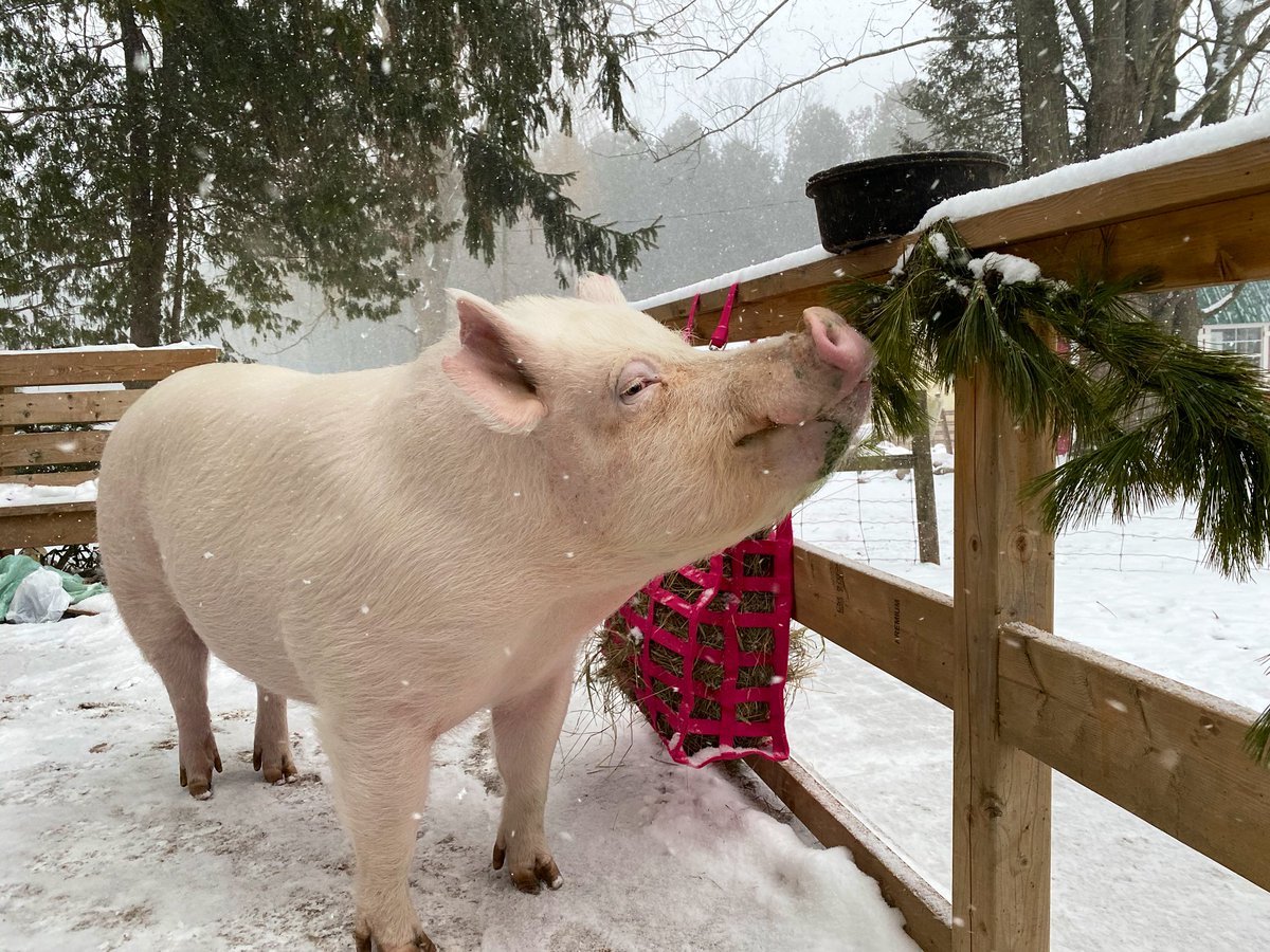 I’m pretty sure this counts as a chin-up, and I’ve done at least ten of them trying to get Corno’s breakfast. #FitnessPiggy.