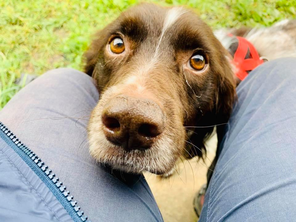 RSPCALeedsWakey's tweet photo. To celebrate the 5th birthday of our Animal Centre we're launching the #5Challenge and asking you to take up 5-related activities in support of our branch. How about donating a fiver? Here's Tyler giving you his best spaniel eyes to inspire you!
https://t.co/Vh9Q1Mb2Ws https://t.co/CPNWlAY5nr