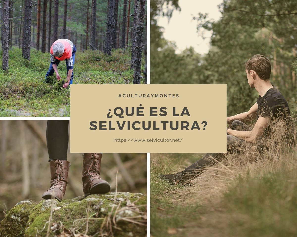 Selvicultores's tweet photo. ¿Qué es la SELVICULTURA? Es el conjunto de tratamientos aplicados a una masa forestal con el propósito de lograr su perpetuación en el tiempo, siguiendo los principios de sostenibilidad y uso múltiple. 🌲🌳
#CULTURAYMONTES #selvicultura #forestal #montes #bosques #cose https://t.co/lEtiCCPtI9