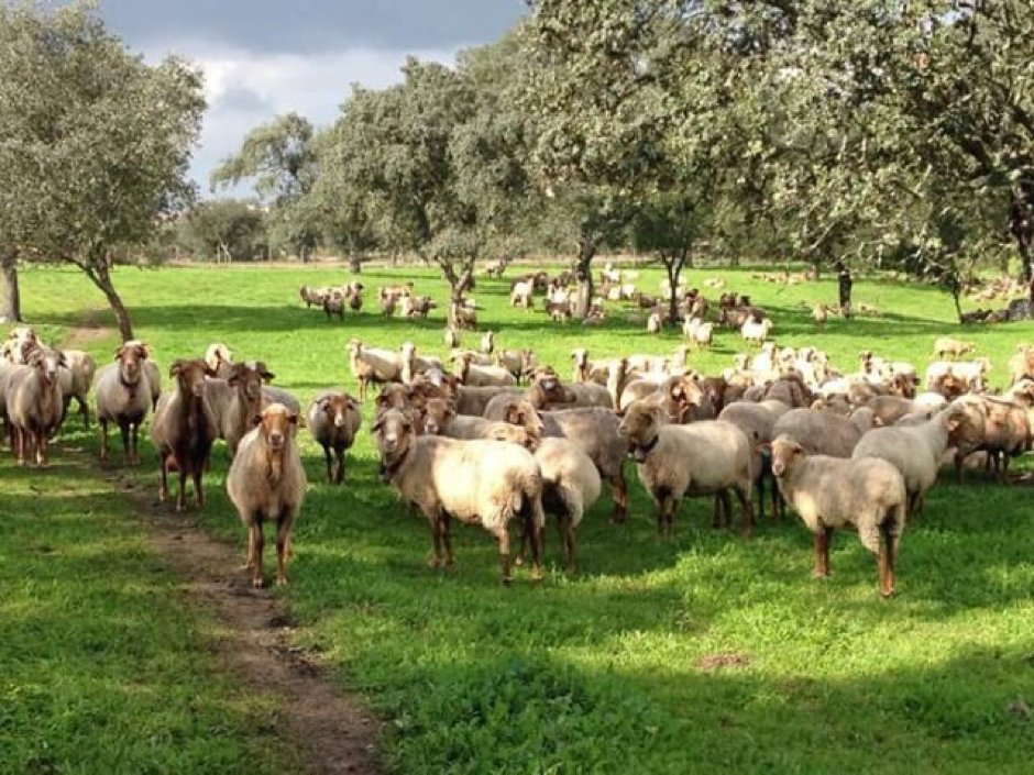We're excited to welcome you in #Portugal this year! Have you registered already for @IFSA2020_PT Conference in #Evora 20-26 March? Deadline: 15 Feb 2020 ifsa2020.uevora.pt/registration-a… #farmingsystems #climatechange #challenges #sustainability #research