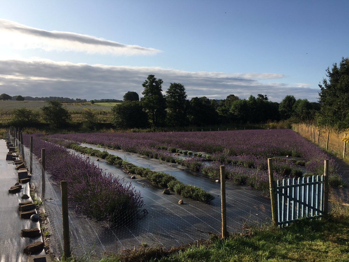 English Lavender tweet media