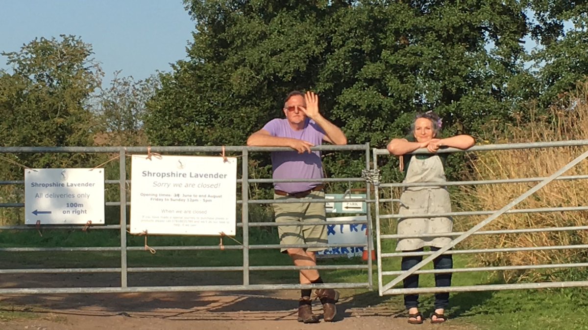 English Lavender tweet media