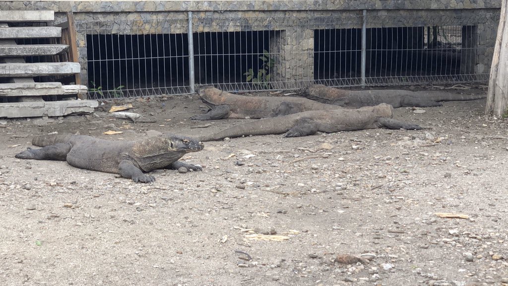 azizachmad's tweet photo. Reaching 10 feet in length and more than 300 pounds, Komodo dragons are the heaviest lizards on Earth. They have long, flat heads with rounded snouts, scaly skin, bowed legs, and huge, muscular tails.
#komododragon #komodonationalpark #explorekomodo https://t.co/2GNnzMqcNo