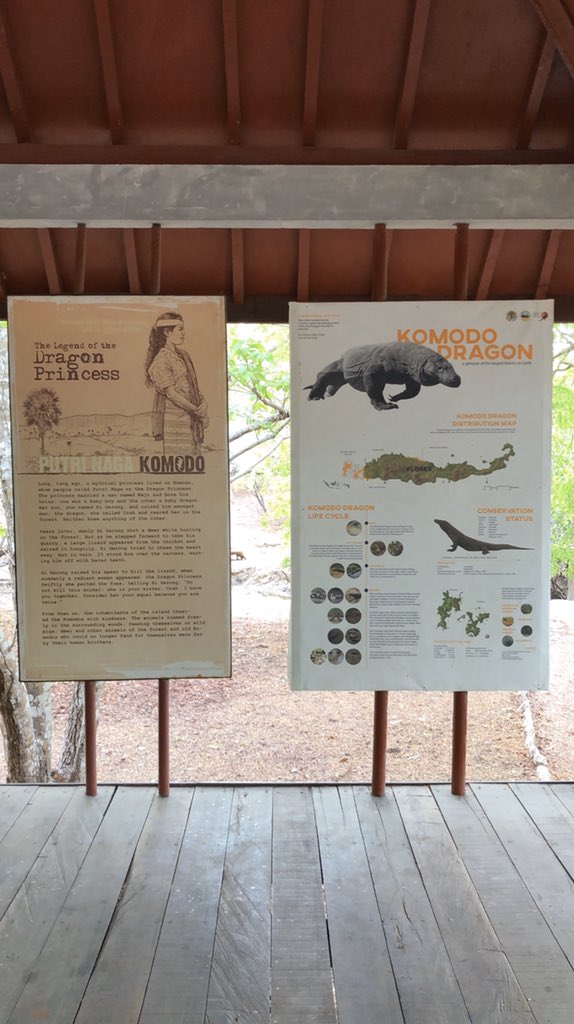 azizachmad's tweet photo. Reaching 10 feet in length and more than 300 pounds, Komodo dragons are the heaviest lizards on Earth. They have long, flat heads with rounded snouts, scaly skin, bowed legs, and huge, muscular tails.
#komododragon #komodonationalpark #explorekomodo https://t.co/2GNnzMqcNo