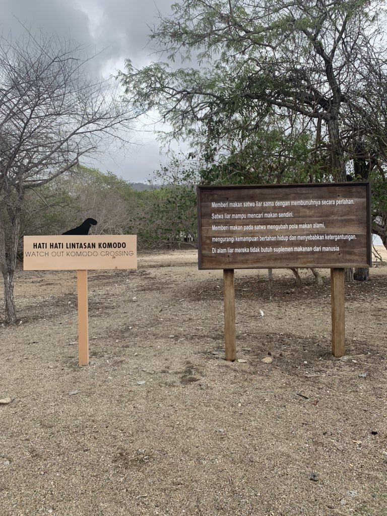 azizachmad's tweet photo. Reaching 10 feet in length and more than 300 pounds, Komodo dragons are the heaviest lizards on Earth. They have long, flat heads with rounded snouts, scaly skin, bowed legs, and huge, muscular tails.
#komododragon #komodonationalpark #explorekomodo https://t.co/2GNnzMqcNo