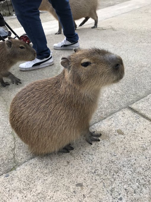 リスザルのtwitterイラスト検索結果 古い順