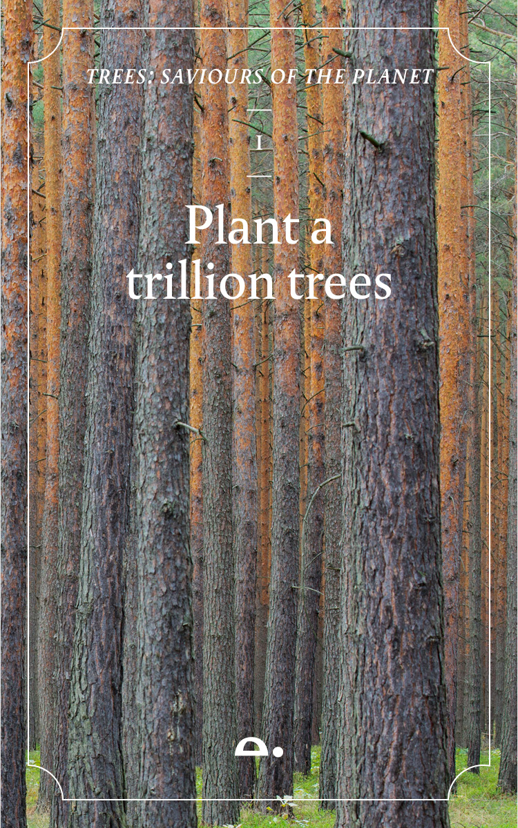tortoise's tweet image. There’s something we can do, right now, to address the #ClimateEmergency. 

Plant trees. A lot of them. About a trillion. 🌲 torto.se/2RgcjZA