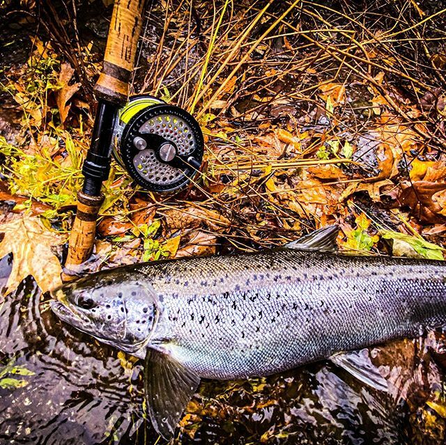 ANGLRfishingapp's tweet photo. RT @MyflyfishingC: Atlantic salmon are a spectacular sport fish! #flyfishing #switchstick #myflyfishingclub #troutfishing #flytying https://t.co/tAfr60DHQR https://t.co/Nccy9ROwx6