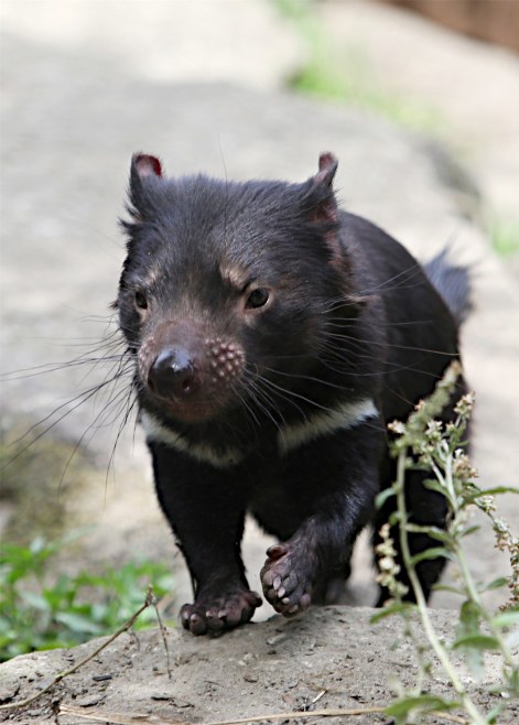 教えてサーバルちゃん タスマニアデビル 星 や 影 っていう意味が込められているタスマニアデビル 実は絶滅寸前なんだって 名前の通り タスマニア島 っていうところにだけ生息していて 集団で餌を食べる時の鳴き声から デビル っていわれ