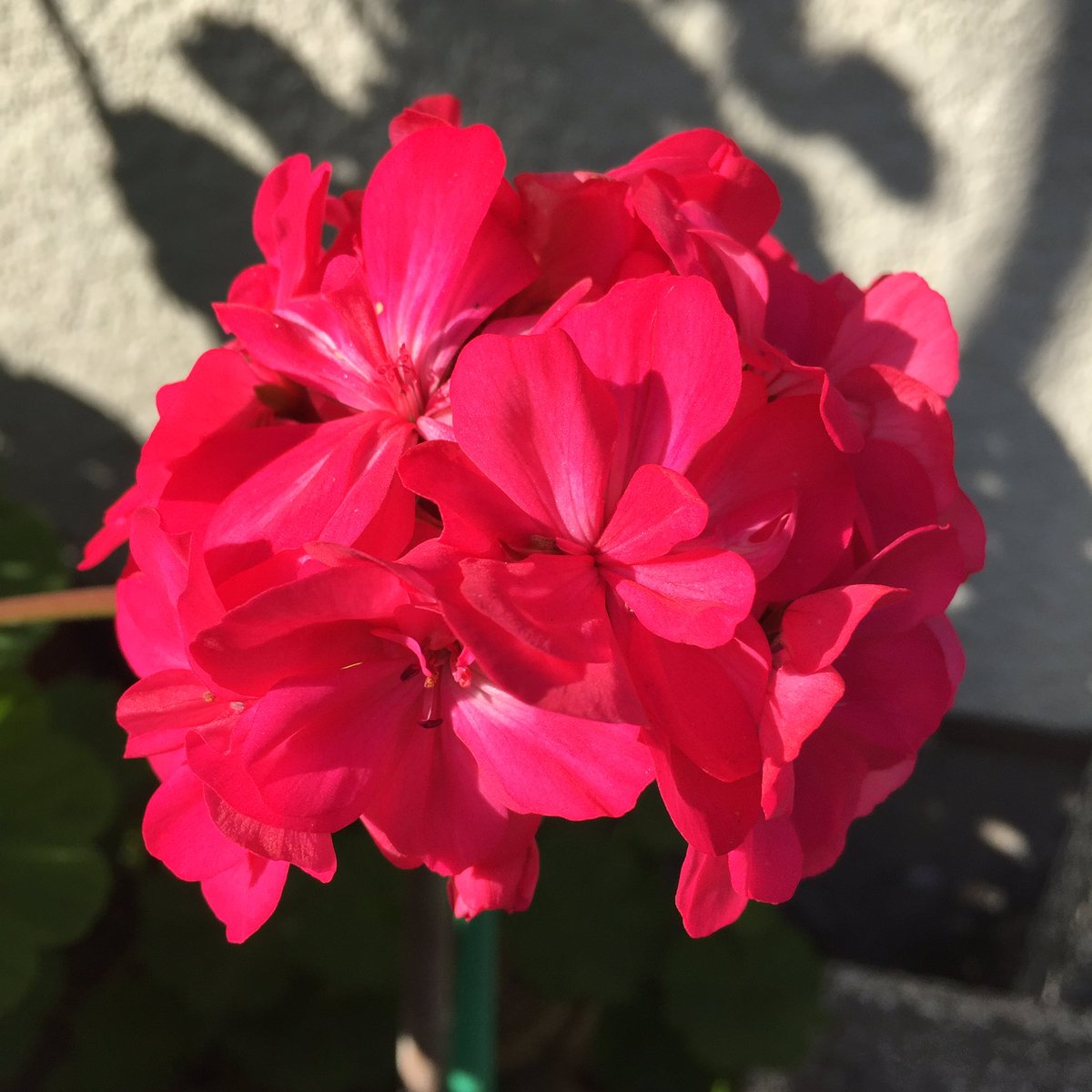 Masashi A Twitter 赤いゼラニウムの花 A Red Geranium Flower ゼラニウム 赤いゼラニウム 花 赤い花 冬の花 花が好き 1月 冬 晴れ 日差し 成人の日 Geranium Flower Blume Fleur Flora Redgeranium Redflower Flowerlover Winterblume Winter