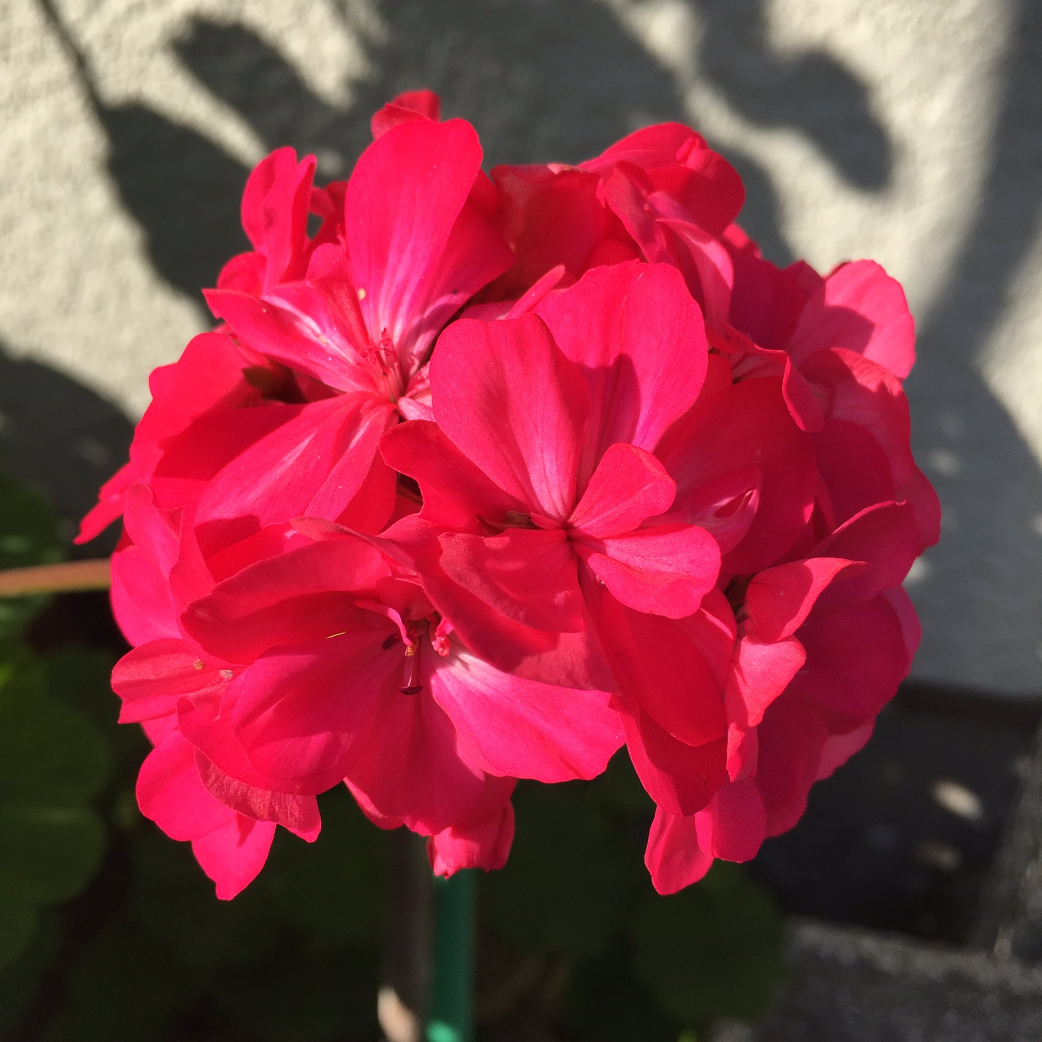 Masashi 赤いゼラニウムの花 A Red Geranium Flower ゼラニウム 赤いゼラニウム 花 赤い花 冬の花 花が好き 1月 冬 晴れ 日差し 成人の日 Geranium Flower Blume Fleur Flora Redgeranium Redflower Flowerlover Winterblume