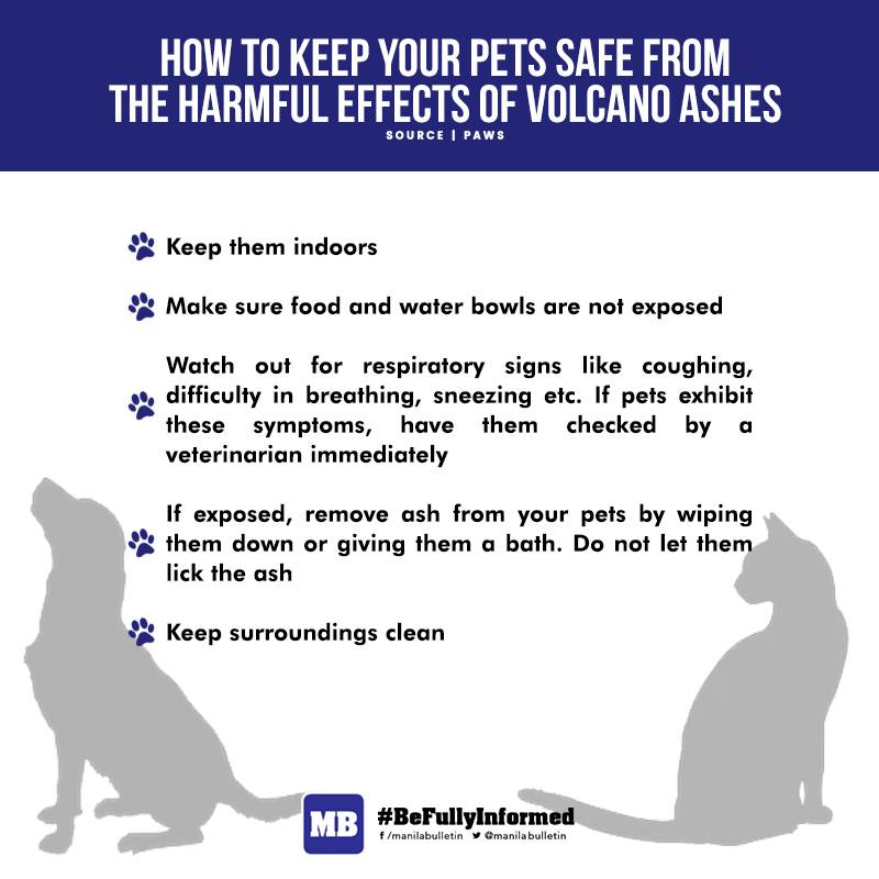 manilabulletin's tweet photo. The Philippine Animal Welfare Society advised the public to keep animals indoors due to the harmful effects of the ash from Taal Volcano’s eruption.

READ: https://t.co/jVecbSt64m https://t.co/x8Lqb0Tcmp