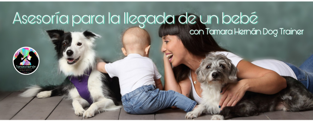 Niños y perros: para una convivencia en armonía.
Apúntante a la charla. ¡ES GRATIS! …acioncaninatamarahernan.wordpress.com/2020/01/13/ase…