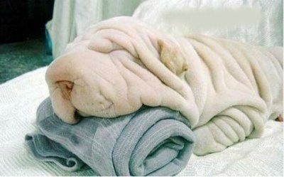 Havludan farkı yok gibi dursa da, o aslında shar pei cinsi bir köpek..