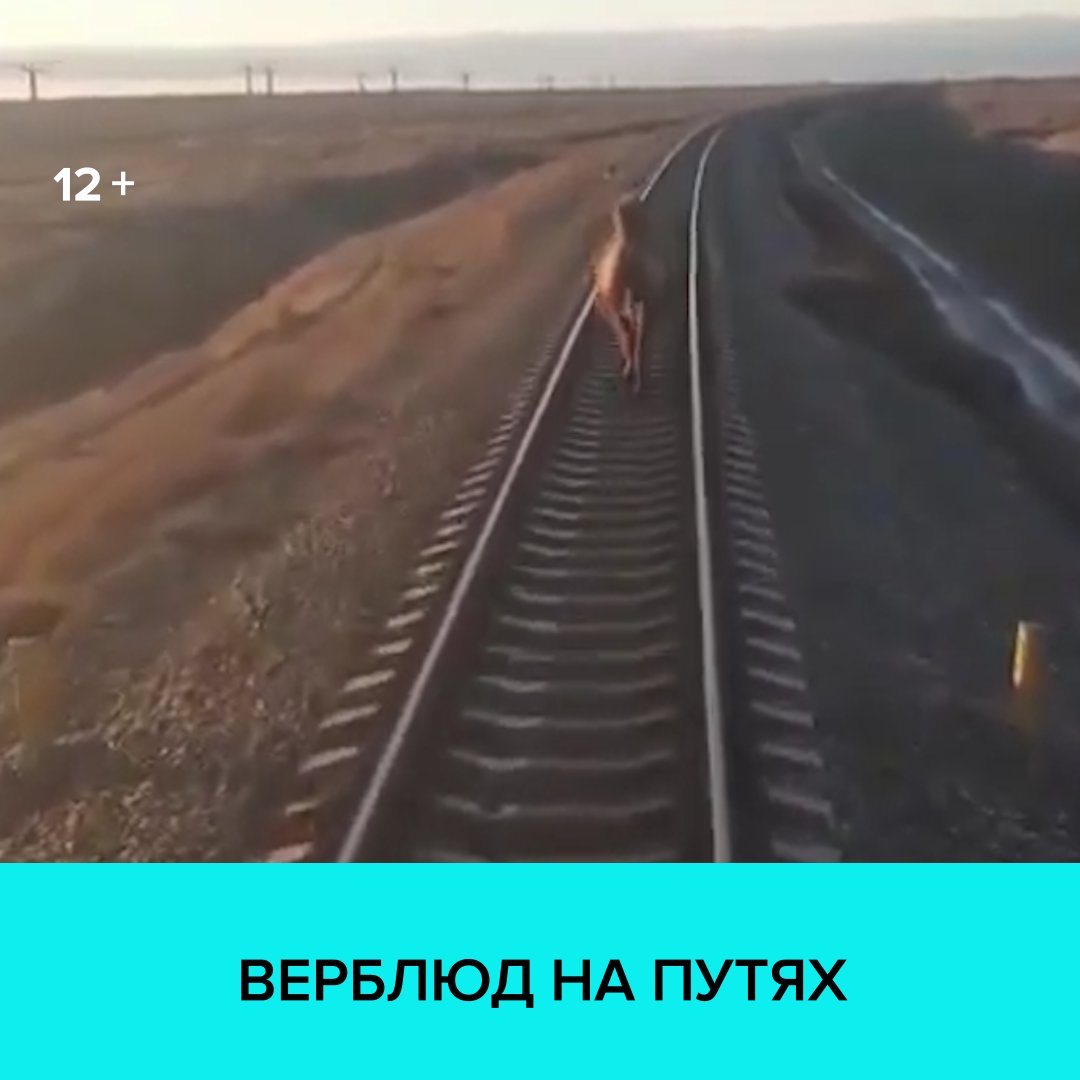 Почему задержка поездов. Верблюд на ЖД путях. В Астрахани верблюд на рельсах.
