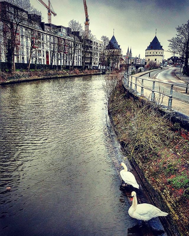 Kortrijk Damkaai #kortrijk #igkortrijk #igerskortrijk #stadkortrijk #duizendkortrijksestraten #damkaai #swan #igers #streetphotography #streetfoto #streets #broeltorens