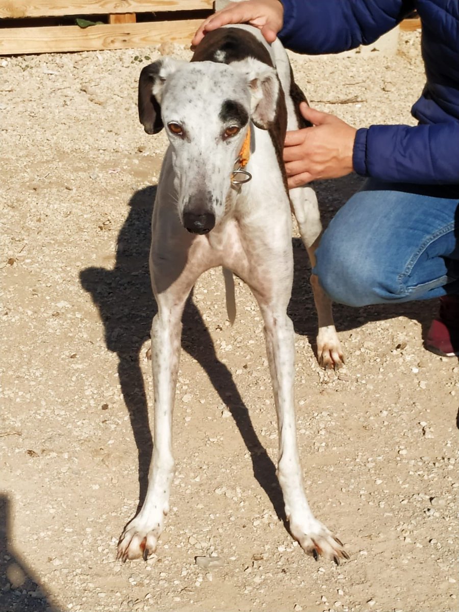 huelladejaen's tweet image. Se acerca el mes de febrero y ya empiezan a deshacerse de lo que no les valen, asi es la caza.....
Aubque estamos mas que saturados estas 3 bellezas de galgo ya forman parte de #HuelladeJaen 
#Adopta #galgo #febrero