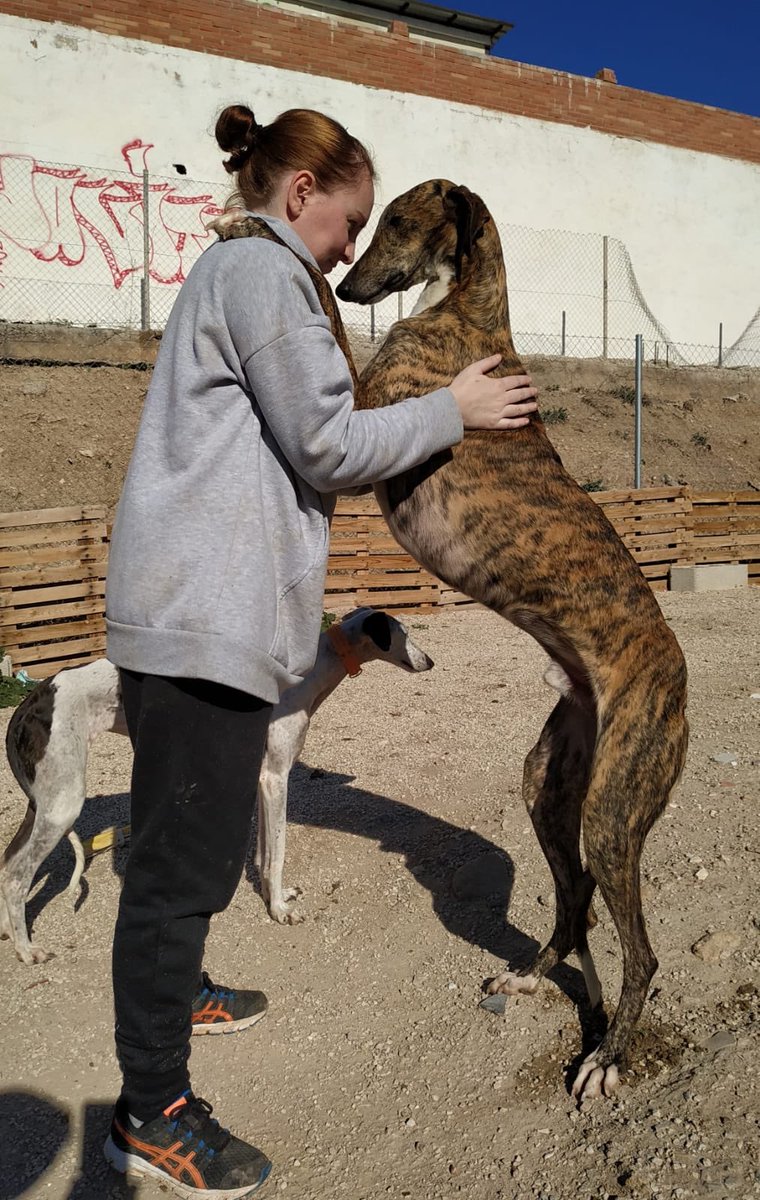 huelladejaen's tweet image. Se acerca el mes de febrero y ya empiezan a deshacerse de lo que no les valen, asi es la caza.....
Aubque estamos mas que saturados estas 3 bellezas de galgo ya forman parte de #HuelladeJaen 
#Adopta #galgo #febrero