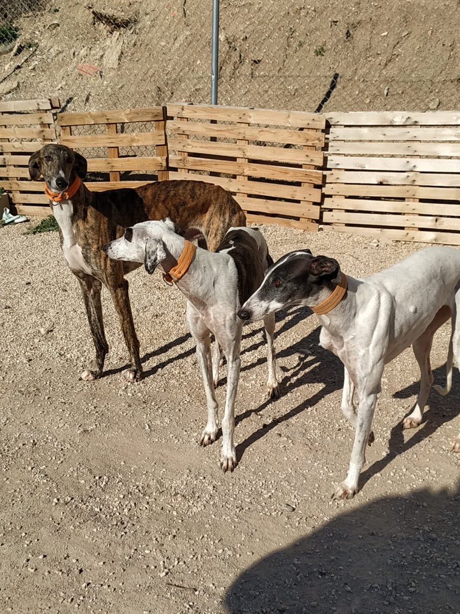 huelladejaen's tweet image. Se acerca el mes de febrero y ya empiezan a deshacerse de lo que no les valen, asi es la caza.....
Aubque estamos mas que saturados estas 3 bellezas de galgo ya forman parte de #HuelladeJaen 
#Adopta #galgo #febrero