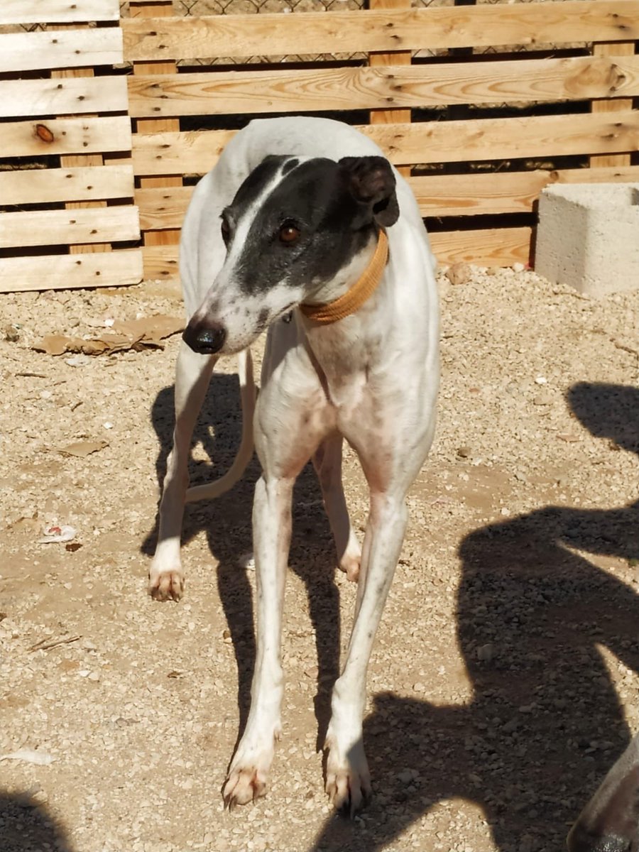 huelladejaen's tweet image. Se acerca el mes de febrero y ya empiezan a deshacerse de lo que no les valen, asi es la caza.....
Aubque estamos mas que saturados estas 3 bellezas de galgo ya forman parte de #HuelladeJaen 
#Adopta #galgo #febrero