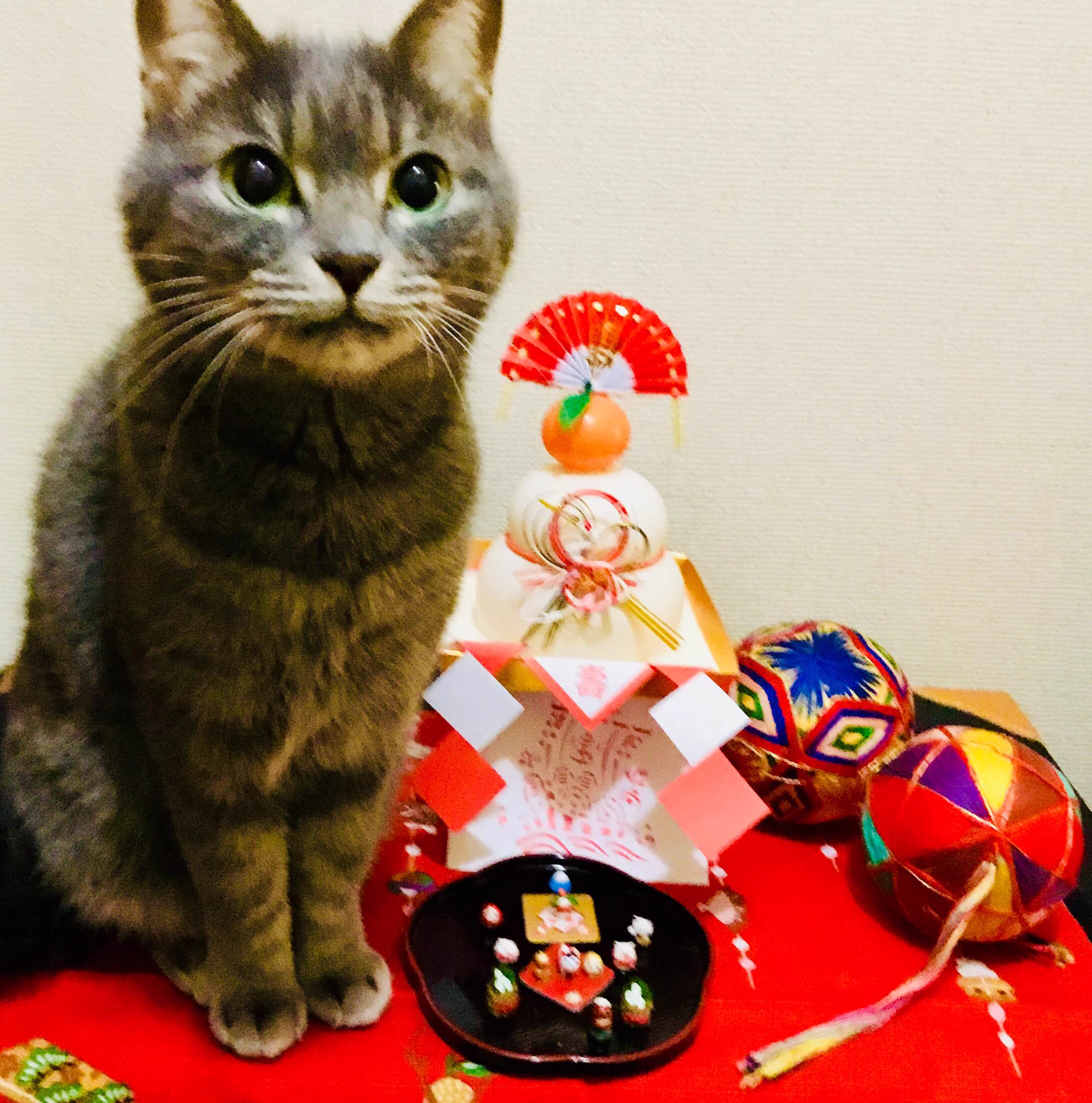 @4696yuzu 猫の毛が付かないなんて。。。寂しいw。。。ウソ 