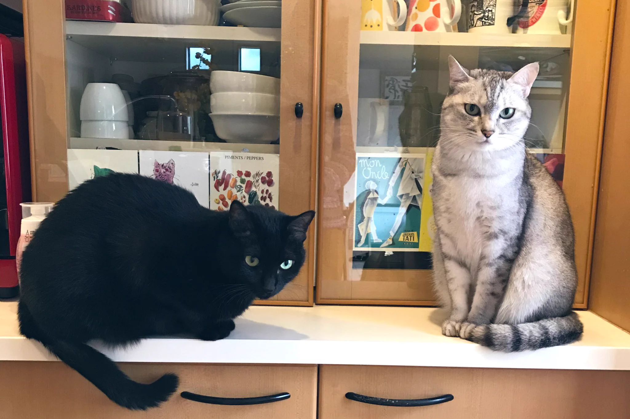 @4696yuzu 猫の毛がつかない爪で引っ掻いてもツレないなんて夢のような…教えてくださってありがとうございます。我が家の毛玉姉妹です。 