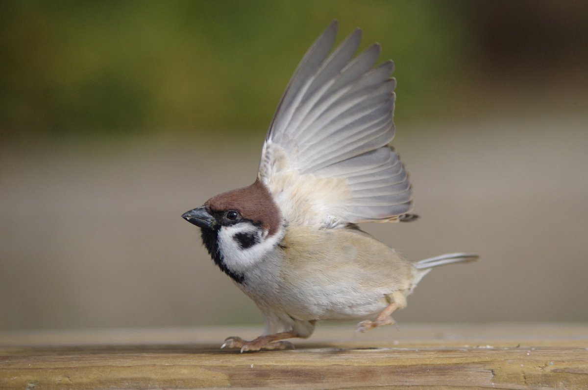 中野さとる on X