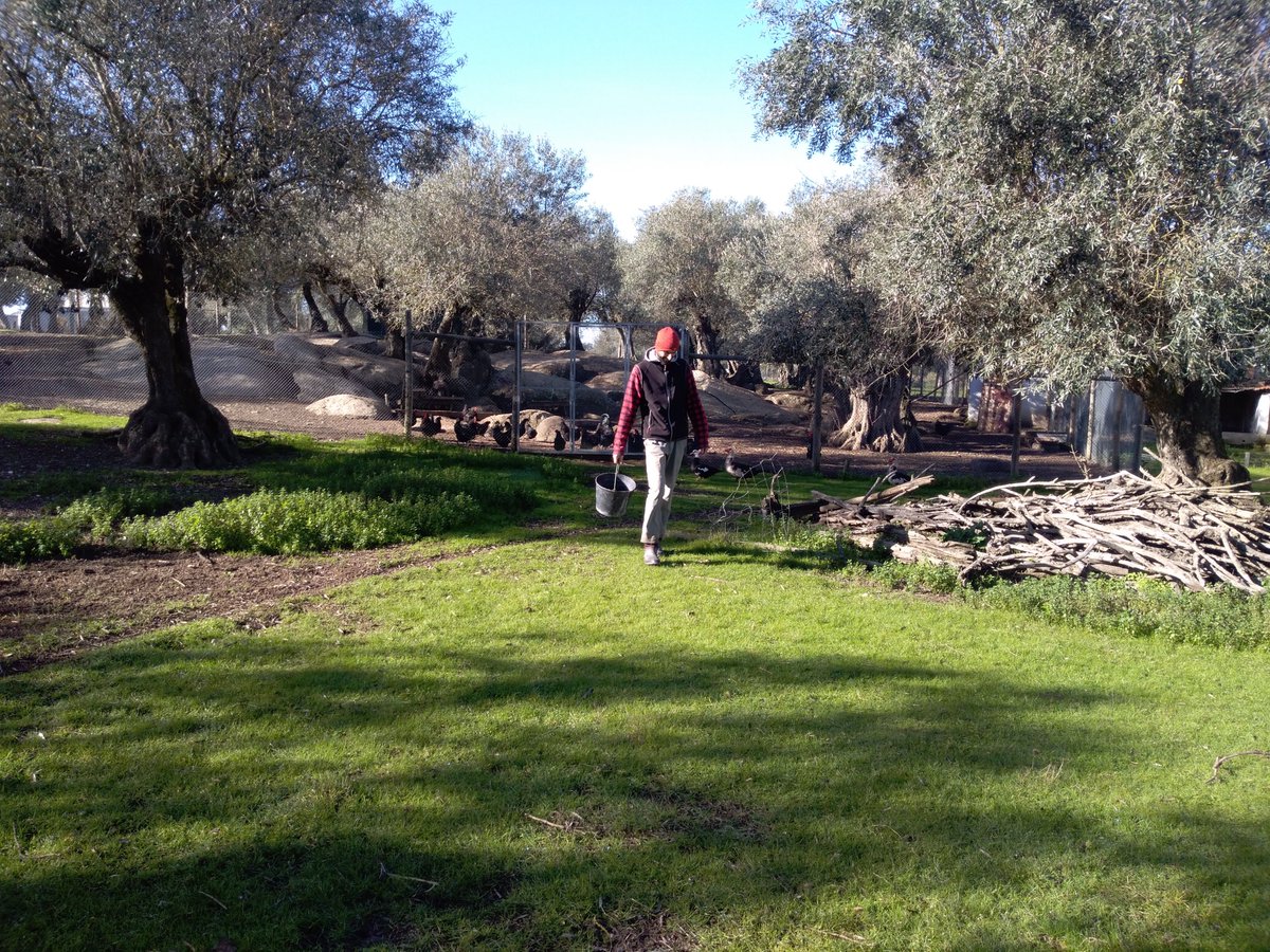 Filmmaking in a Portuguese case study in <a href="/newbieH2020/">newbie-academy</a>  project: young farmer producing organic vegetables, eggs and aromatic plants <a href="/MED_UEvora/">MED - Agriculture, Environment and Development</a> <a href="/univdeevora/">Universidade Évora</a> #Portugal