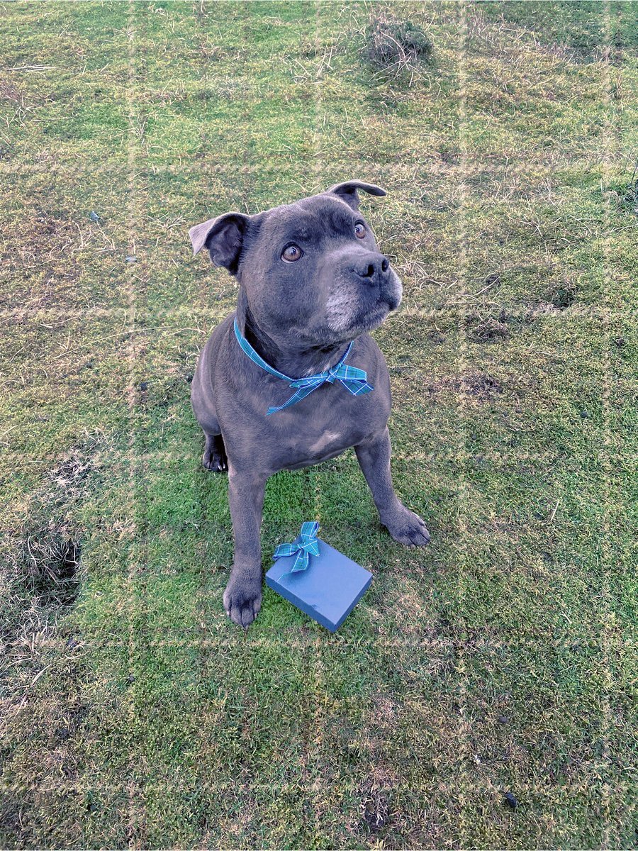 kingscroftinfo's tweet image. Oor Duffy is ready for Burns night, are you?😨

Kingscroft’s head of security, Duffy, is sporting our stylish tartan ribbon.🐶

Call us on 01294 313348 or drop us a message with your enquiry 📞

#Ribbon #DogsLife #CollapsibleBox #RigidBox #Staffy #Pet #Poetry #PuppyLove #Handmade