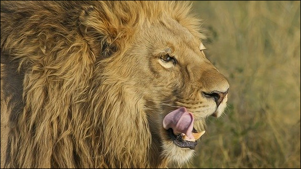 Solange die reine Publikationsleistung der Knotenpunkt unseres Anreiz- und Karrieresystems bleibt, werden #PredatoryJournals diese Nachfrage decken und seriöse Verlage Gewinnumsätze von bis zu 40% einfahren… — meint <a href="/_Henrik_Muller_/">Henrik Müller</a> hier: laborjournal.de/editorials/191… #Scipub