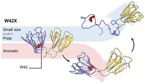 JCIM_JCTC's tweet image. Effects of #Mutating Trp42 #Residue on γD-Crystallin Stability 
pubs.acs.org/doi/10.1021/ac… 
#ASAP