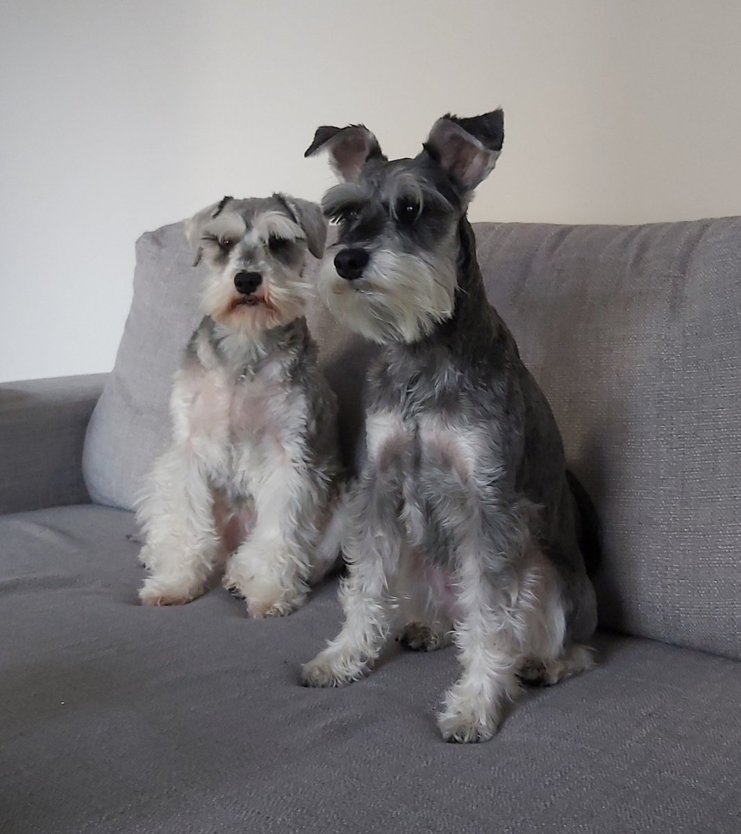 makeamickey's tweet photo. @365DaysOfDisney Scruff and Stitch the mini Schnauzers https://t.co/hJpC1BvhWs