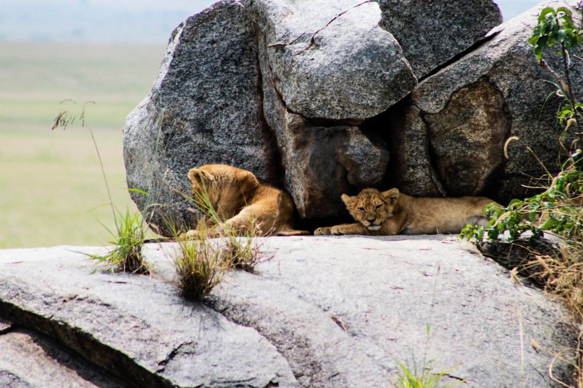 Aslanadventure's tweet photo. Lion cubs are known to stay with their mothers for 2 years before joining a pride of their own. https://t.co/sUFyC3v1K6