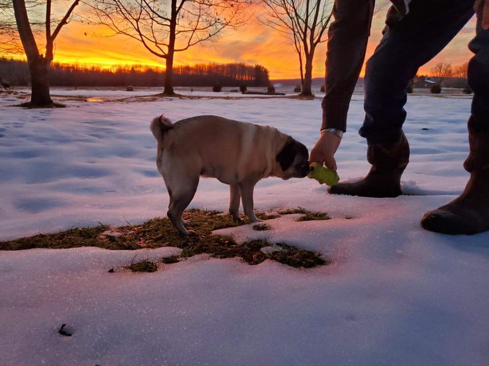 1LegUpPets's tweet photo. No filter needed. Just a sweet pug loving her Hydrant Toy stuffed with a little peanut butter. 😋

*Edinboro, PA has some beautiful sunsets. ❤️

https://t.co/jTWXHc5rzV https://t.co/ZI9wGIVMaa