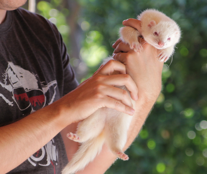 CalFerrets's tweet photo. Kira can't be stopped. He's on a mission to change the world!
___⁠
UCFA advocates for the decriminalization of domestic ferrets in California. ⁠
—— ⁠
#CaliforniaFerrets #ferretfreedom #ferrets 
⁠ https://t.co/LgBzG2imeZ